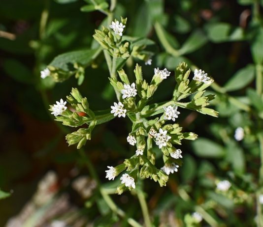 Czym jest stewia? stewia