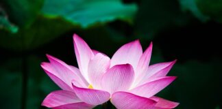 Jak pachnie kwiat frezji?