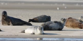 Ile czasu po grypie można wyjść z domu?