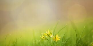 Co oznacza S na ambulansie?