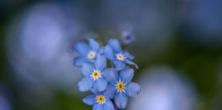 Co jest silniejsze Apap czy Ibuprom?