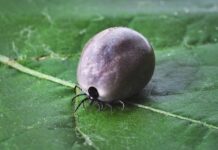 Co jest skuteczne na kleszcze dla ludzi?