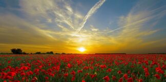 Jak działa pole magnetyczne na kręgosłup? Jak działa pole magnetyczne na kręgosłup?