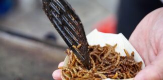 Skąd się biorą robaki na zwłokach?