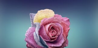 Jak wygląda róża choroba?