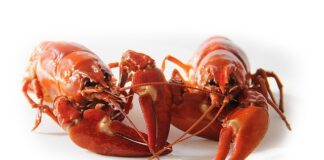 Czy rak prostaty jest widoczny na USG?