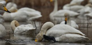 Czy miejsce po kleszczu Swędzi? Czy miejsce po kleszczu Swędzi?