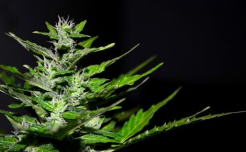 Czy po marihuanie staje? Czy po marihuanie staje?