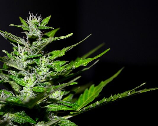 Czy po marihuanie staje? Czy po marihuanie staje?