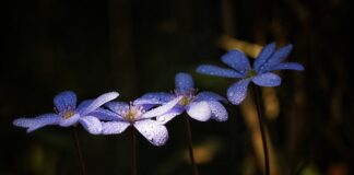 Co swędzi przy chorej wątrobie?