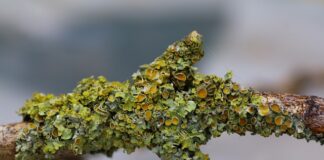 Czy woda utleniona jest dobra na zatkane ucho? Czy woda utleniona jest dobra na zatkane ucho?