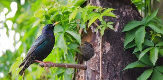 Jaki jest najsilniejszy lek na depresję?