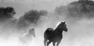 Ile czasu można palić Jednorazówkę?