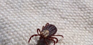 Czy kleszcz może przejść przez ubranie? Czy kleszcz może przejść przez ubranie?