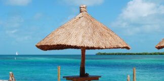 Co to jest ambra w perfumach? Co to jest ambra w perfumach?