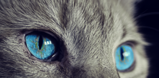 Czy głowa kleszcza sama wyjdzie?