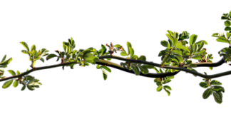 Jakie leki na zatkana trąbka słuchowa? Jakie leki na zatkana trąbka słuchowa?