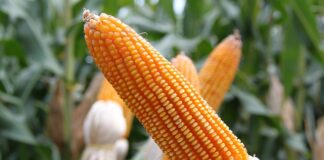 Jak rozpoznać Czop Woskowinowy? Jak rozpoznać Czop Woskowinowy?