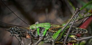 Czy po ukąszeniu kleszcza trzeba iść do lekarza?