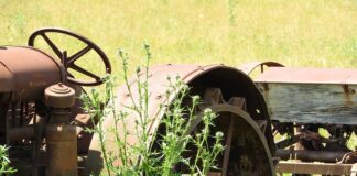 Czy każdy mężczyzna ma przerost prostaty?