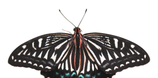 Ile kosztuje usunięcie woskowiny z uszu?