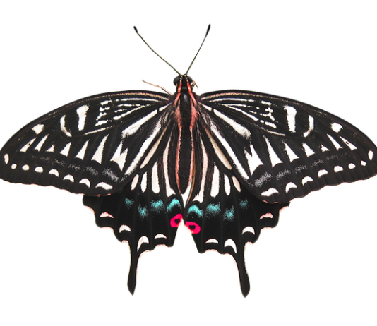 Ile kosztuje usunięcie woskowiny z uszu? Ile kosztuje usunięcie woskowiny z uszu?