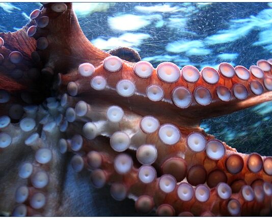 Gdzie kupić przyssawkę do soczewek? Gdzie kupić przyssawkę do soczewek?