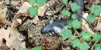 Dlaczego mam problem z połykaniem tabletek?