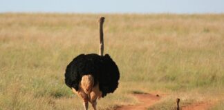 Czy można zakrztusić się tabletka?