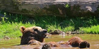 Jak odświeżyć przyssawki?