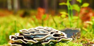 Czy można kupić w aptece test na boreliozę?