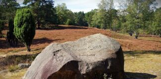 Czy witamina C oczyszcza żyły?