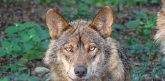 Kiedy jest największy wysyp kleszczy?