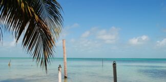 Jak pachnie ambra co to?