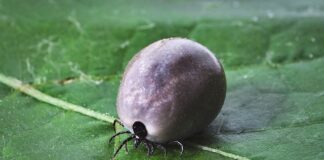 Jaki jest najskuteczniejszy środek na kleszcze?