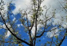 Czy cytryna ma wpływ na rozrzedzenie krwi? Czy cytryna ma wpływ na rozrzedzenie krwi?