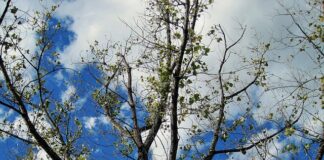 Czy cytryna ma wpływ na rozrzedzenie krwi? Czy cytryna ma wpływ na rozrzedzenie krwi?