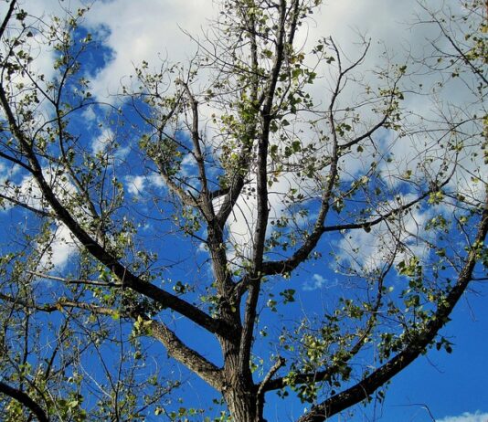 Czy cytryna ma wpływ na rozrzedzenie krwi? Czy cytryna ma wpływ na rozrzedzenie krwi?