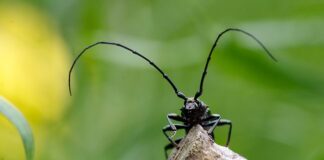 Jaki zapach ma piżmo?