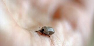 Jak duży jest kleszcz po 24 godzinach?