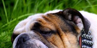 Jak wyglądają zmęczone oczy?