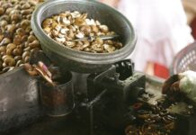 Jak wyglądają gnidy u człowieka? Jak wyglądają gnidy u człowieka?