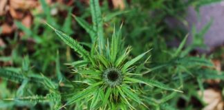 Co to jest jak kłuje w oku?