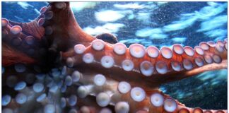 Jak przyczepić przyssawkę do ściany?