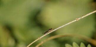 Czy wszy gryzą w szyję? Czy wszy gryzą w szyję?