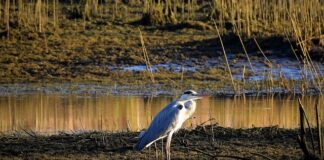 Jak leczyć chore stawy dłoni?