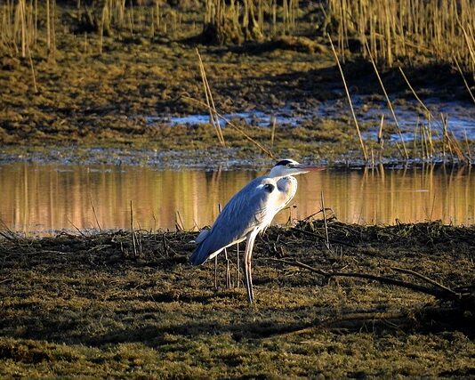 Jak leczyć chore stawy dłoni?