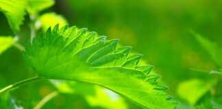 Co powoduje brak serotoniny?