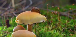 Czy widać uszkodzenie prezerwatywy?