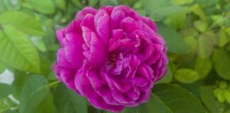 Ile ZUS płaci za złamane żebro?